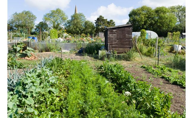 Southern Sheeting Allotment Week